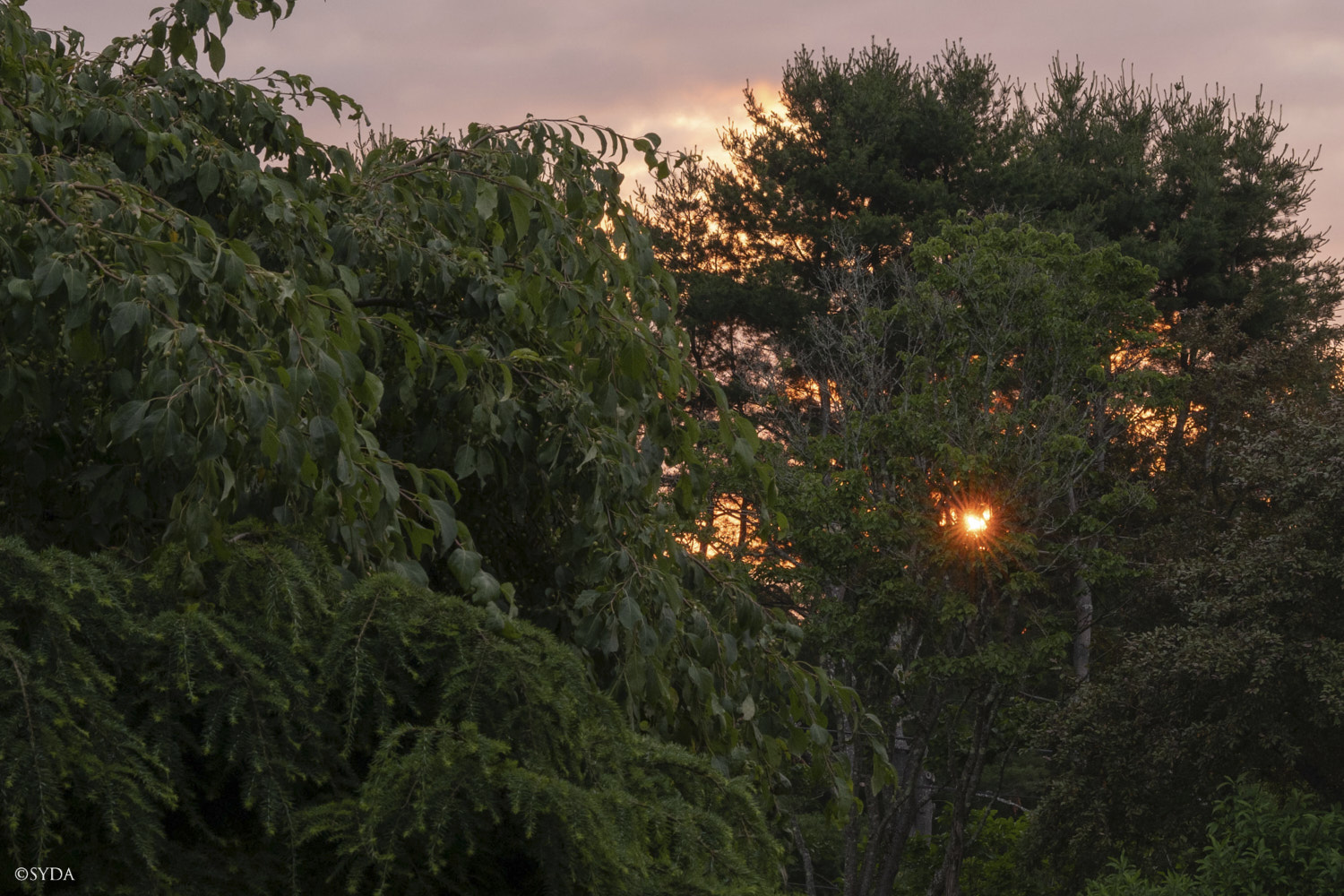 Nature Image