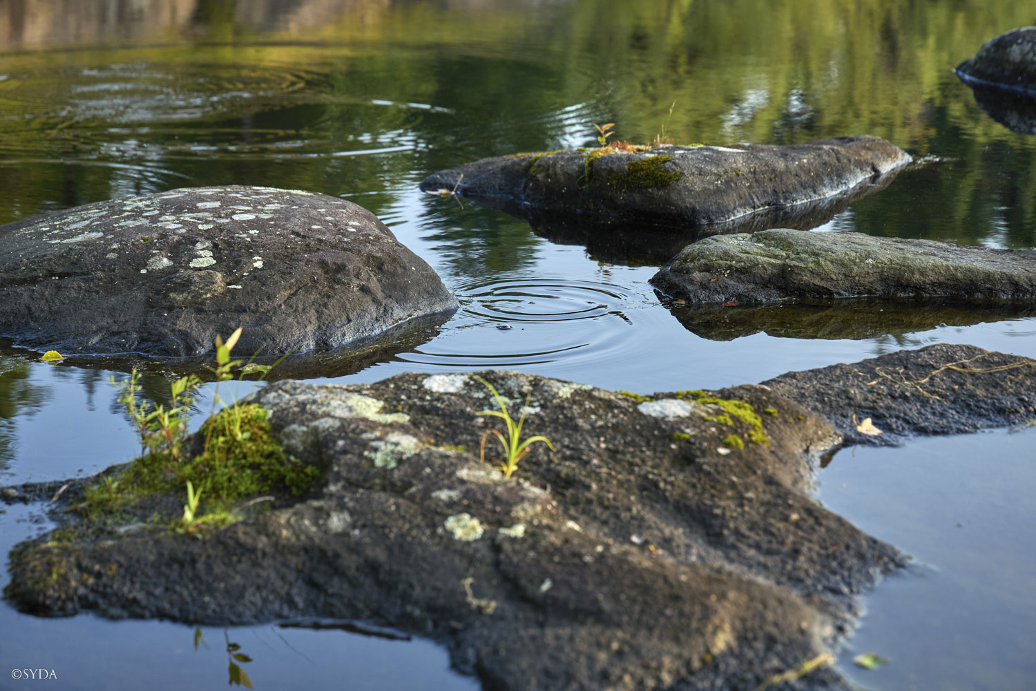 Nature Image