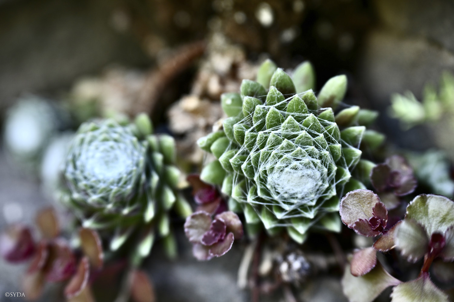 Nature Image