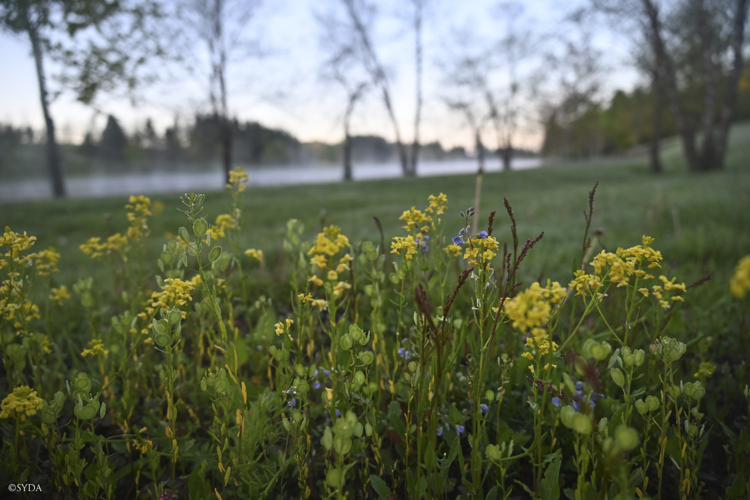 Nature Image