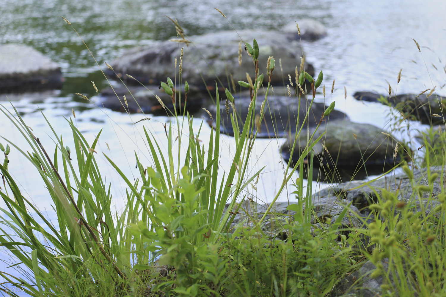Nature Image