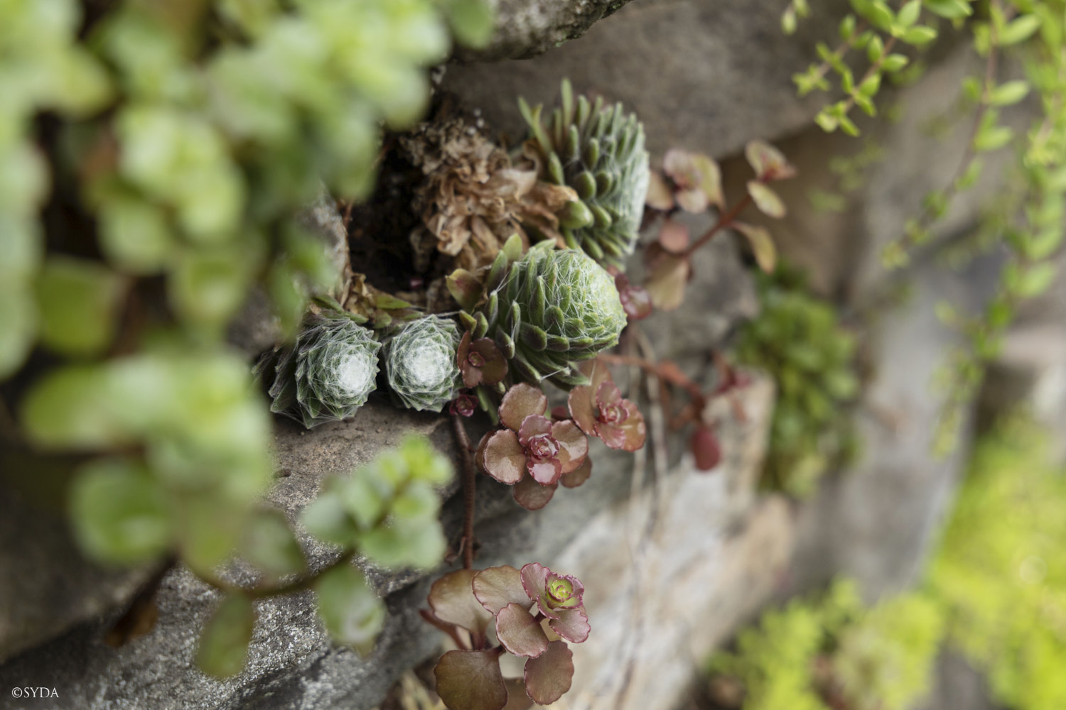 Nature Image