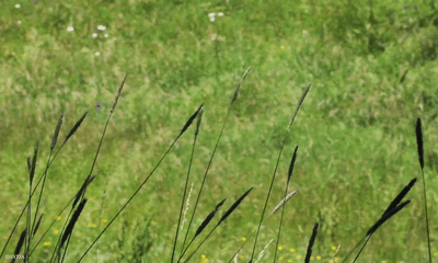 Nature Image