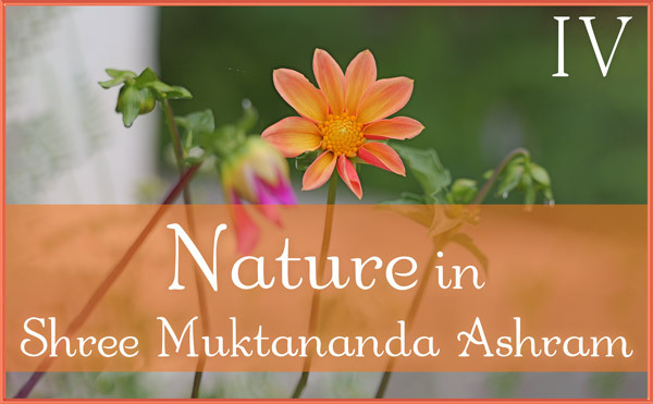 Nature Gallery IV in July in Shree Muktananda Ashram