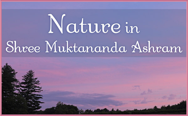 Nature in July in Shree Muktananda Ashram