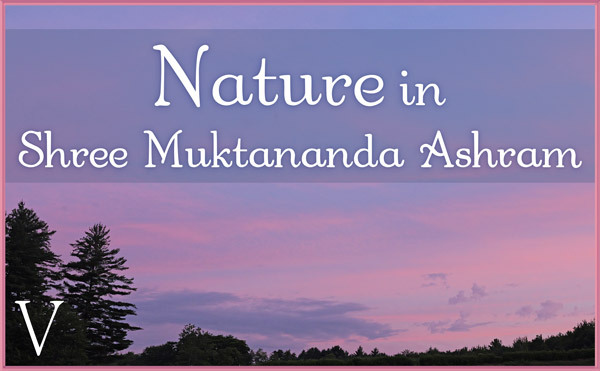 Nature Gallery V in July in Shree Muktananda Ashram