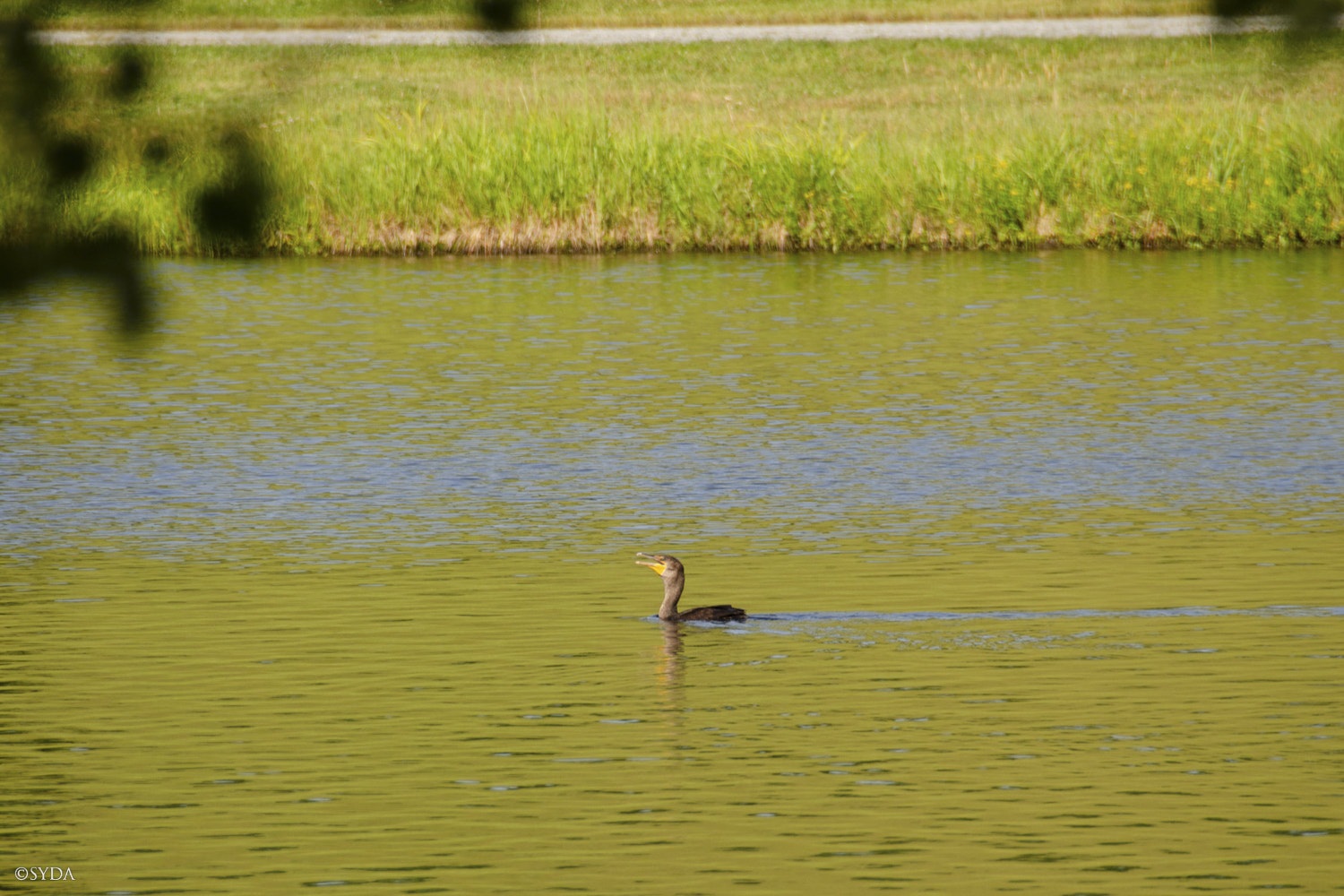 Nature Image