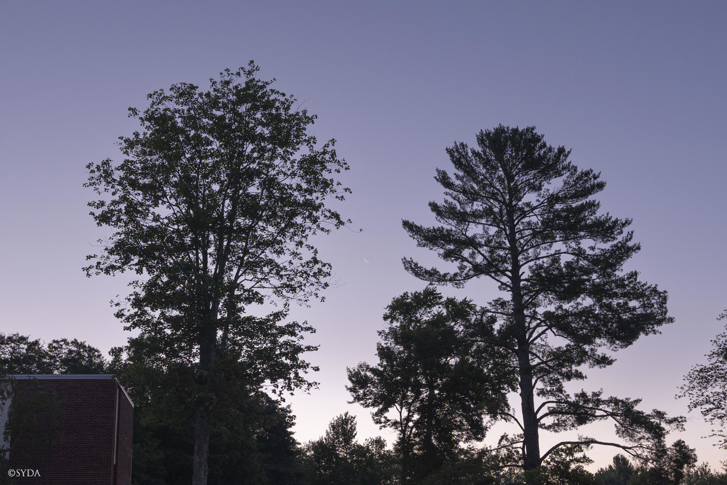 Nature Image
