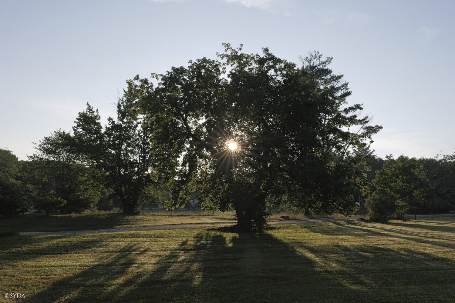 Nature Image