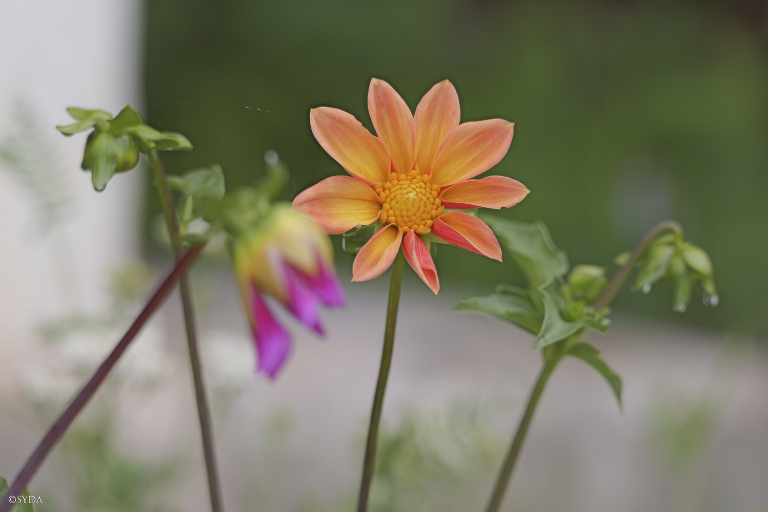 Nature Image