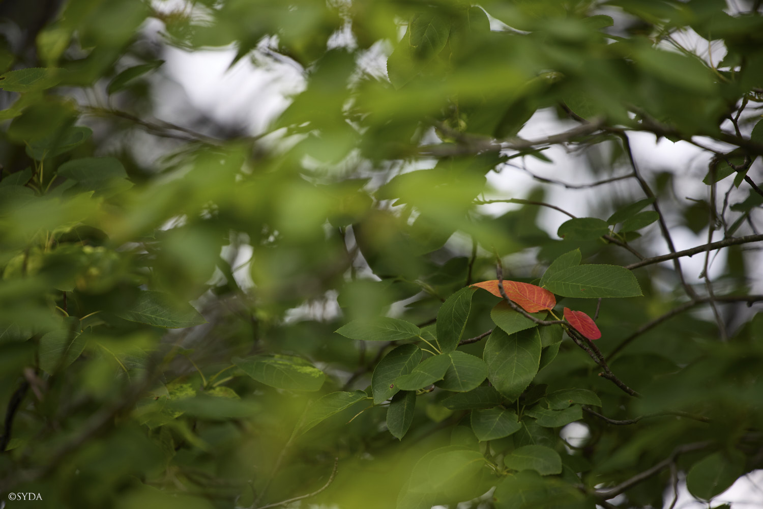 Nature Image