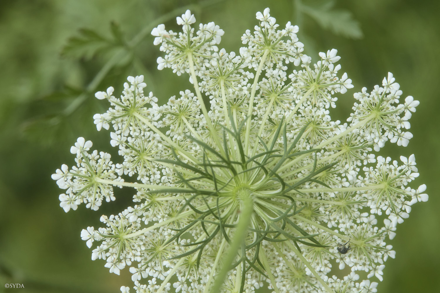 Nature Image