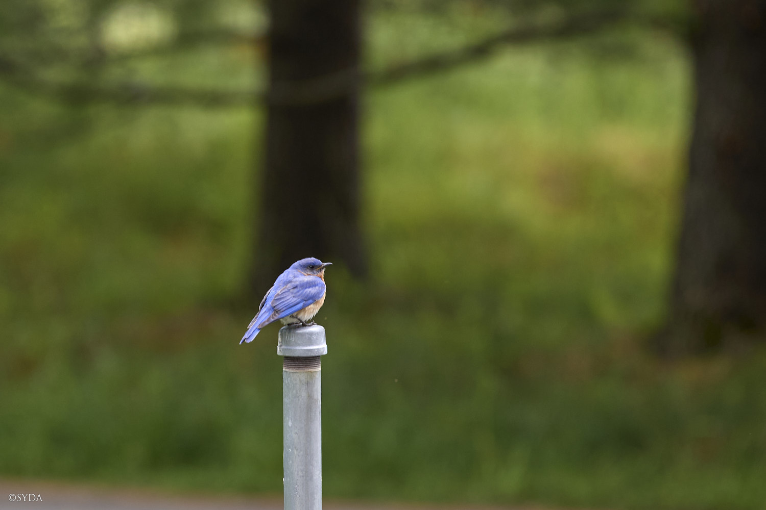Nature Image