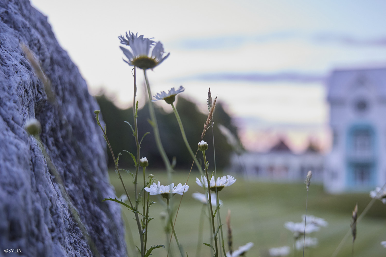 Nature Image