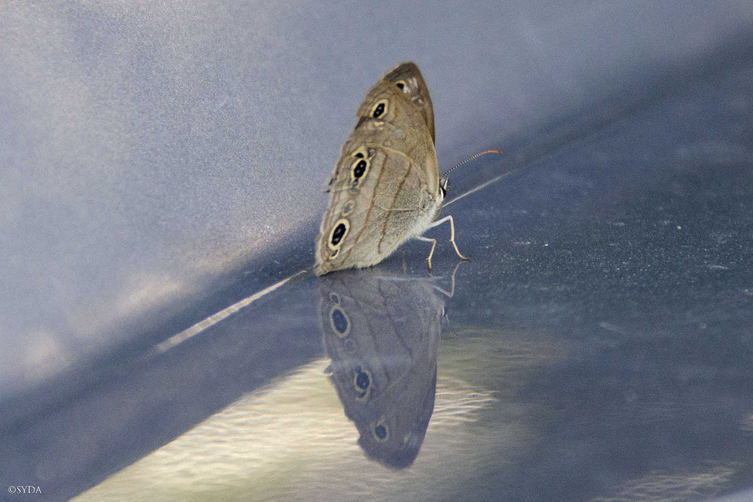 Nature Image