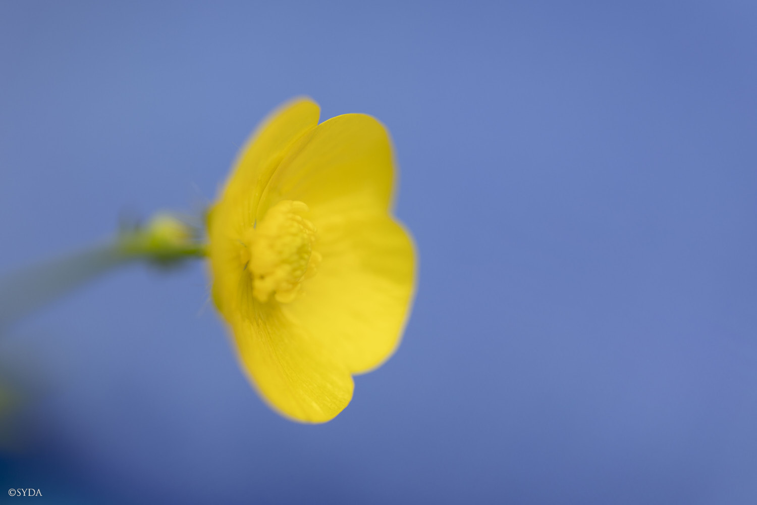 Nature Image