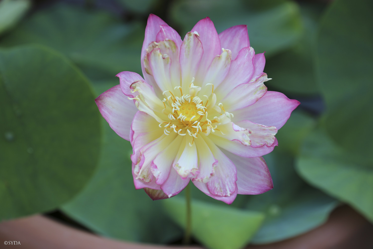 Nature Image