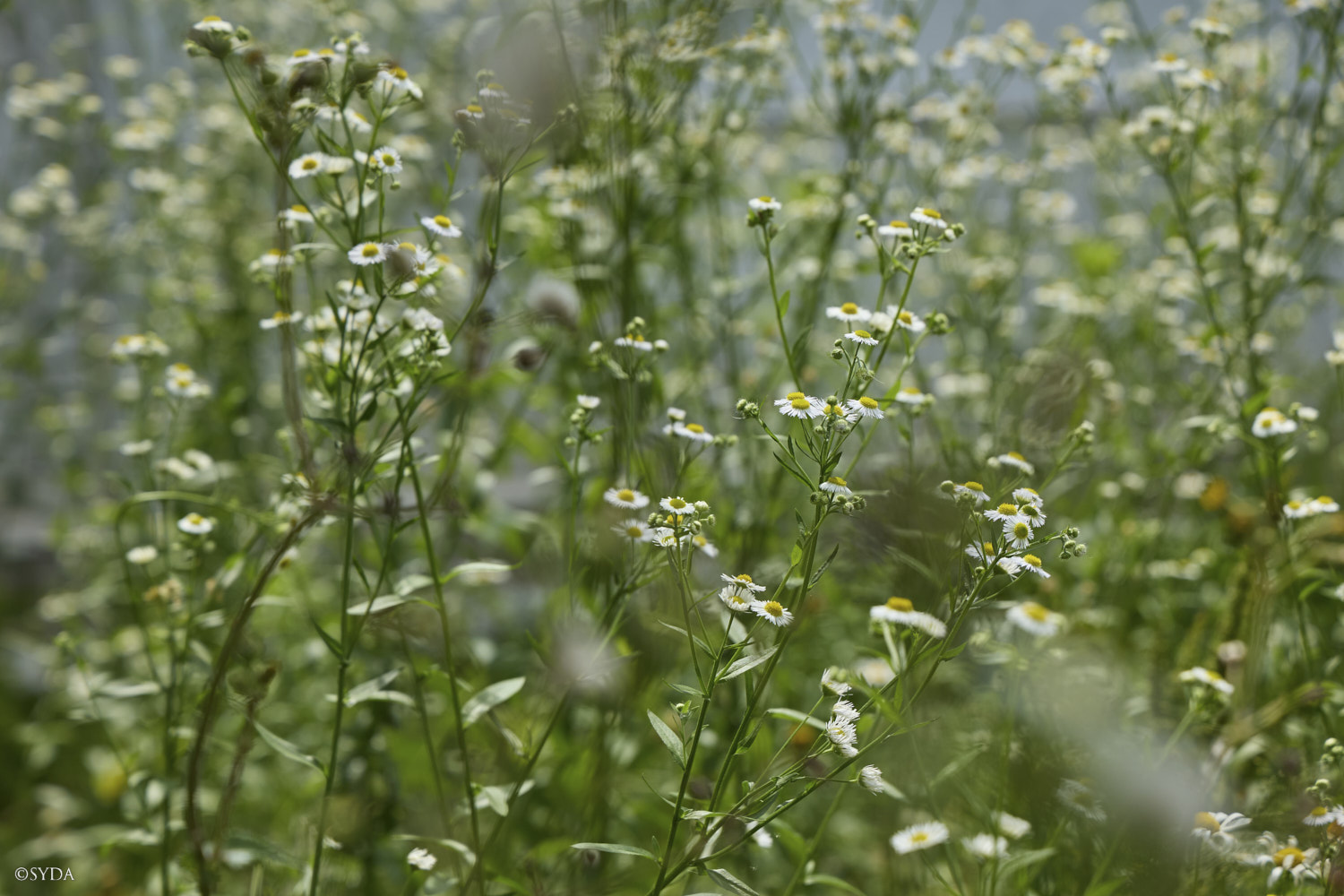Nature Image