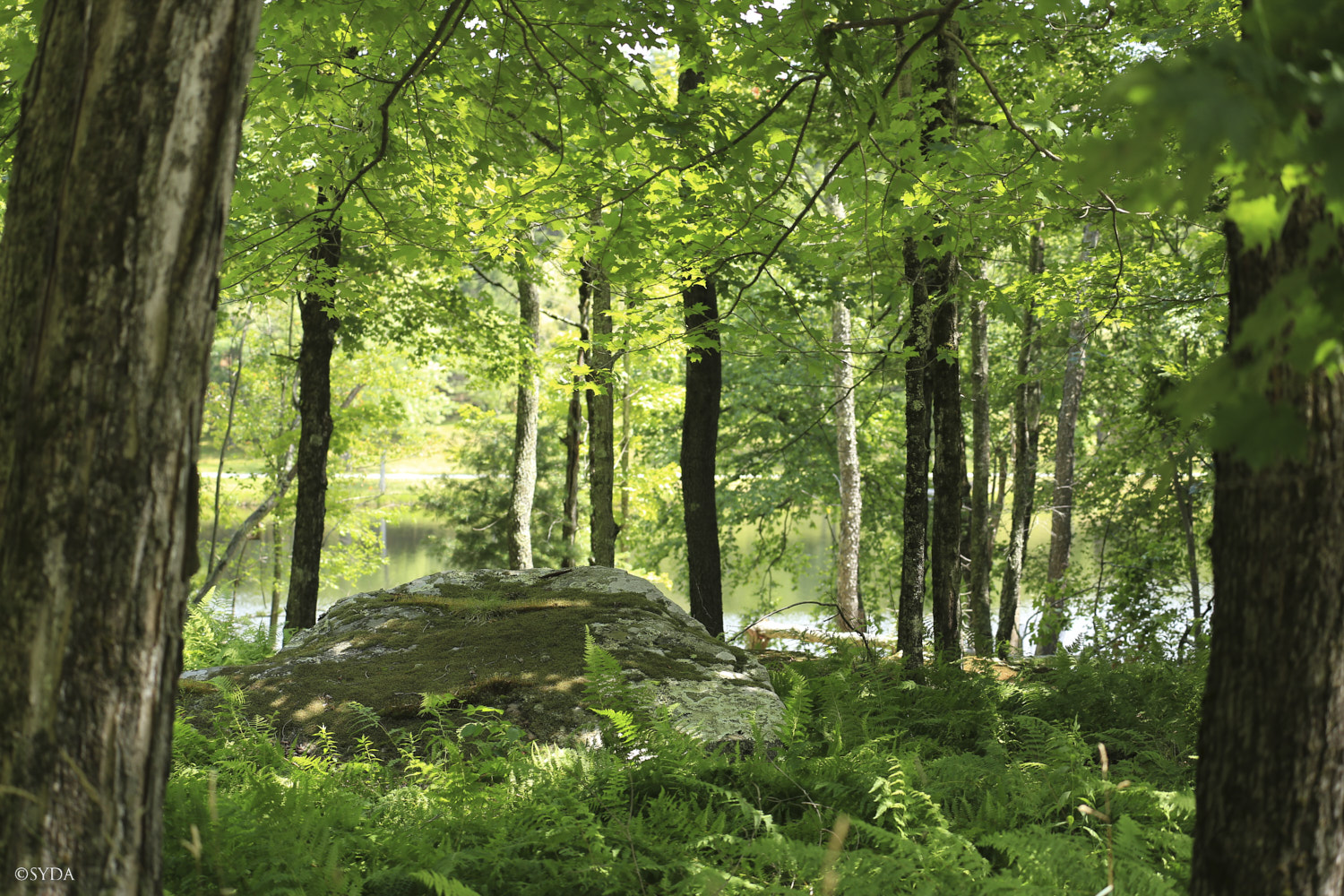 Nature Image