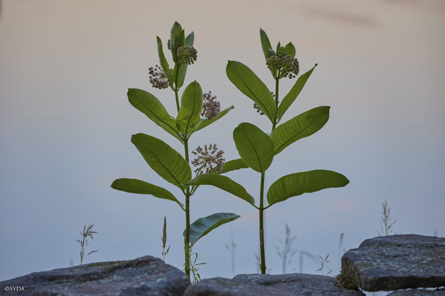 Nature Image