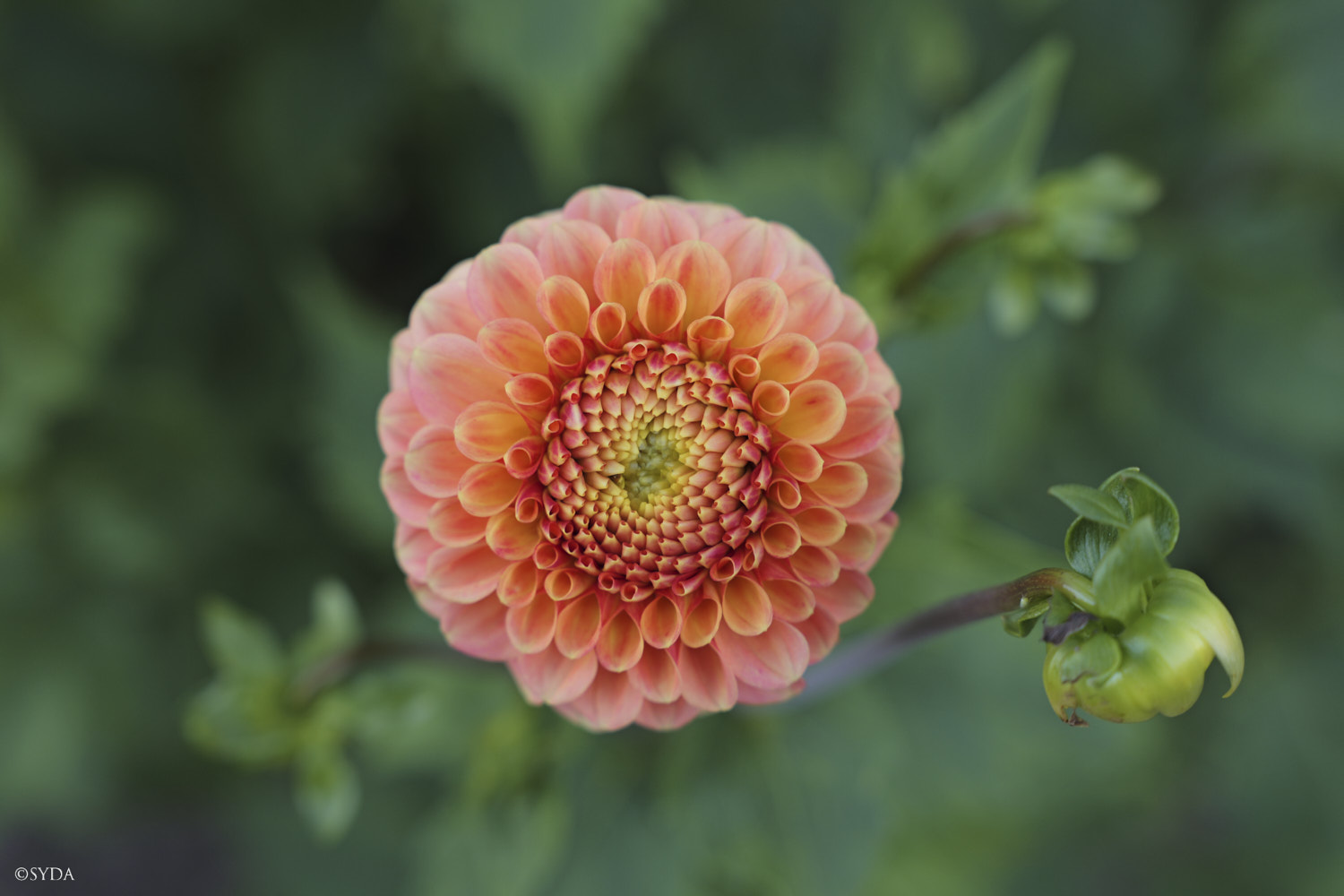 Nature Image