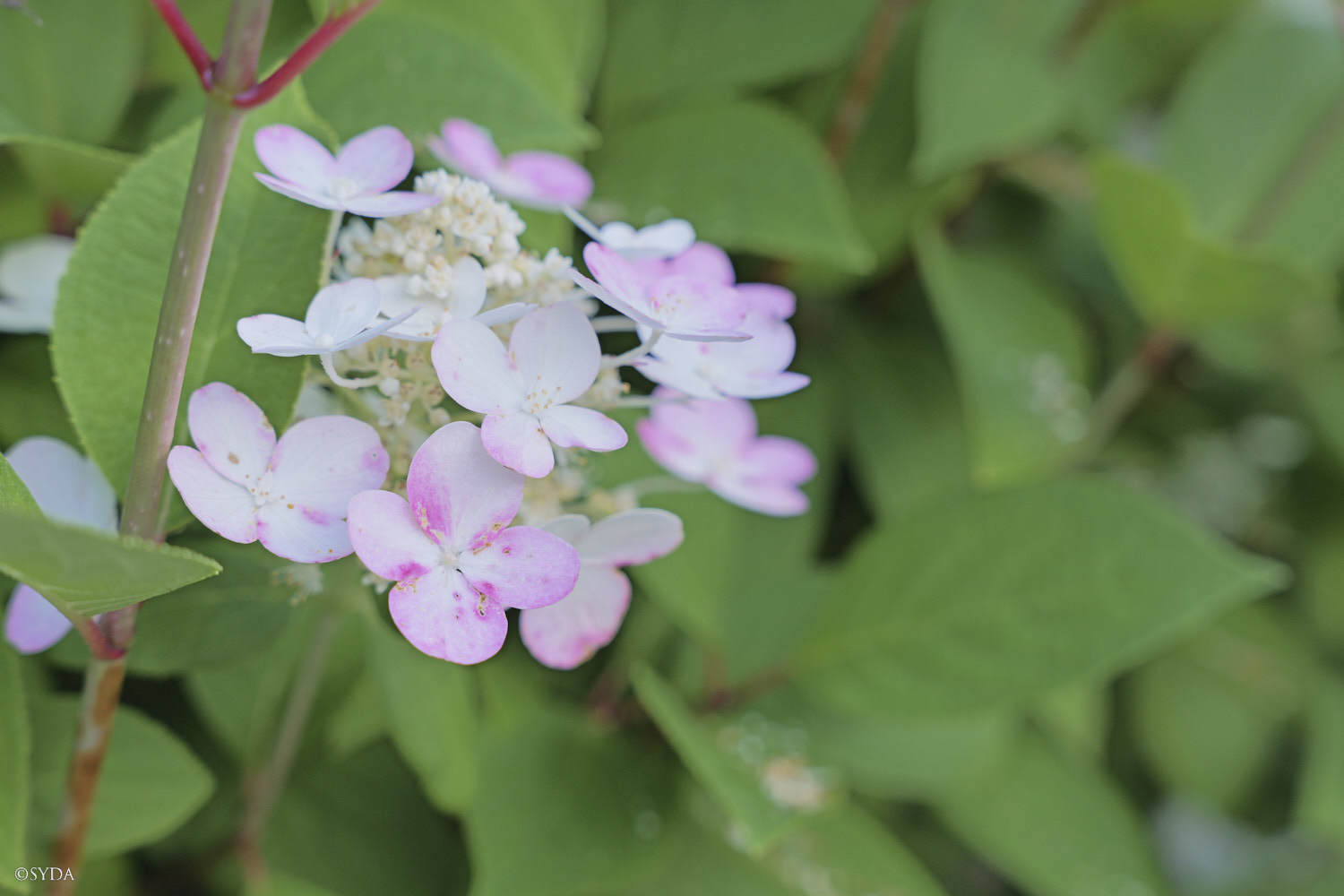 Nature Image