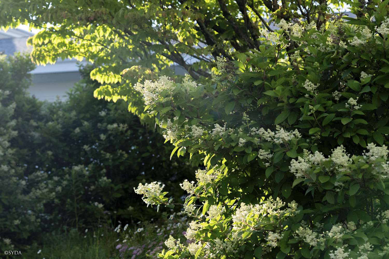 Nature Image