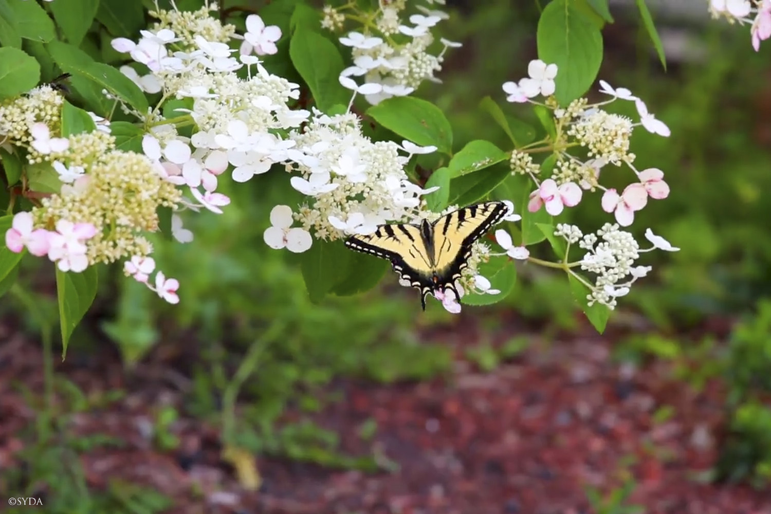 Nature Image