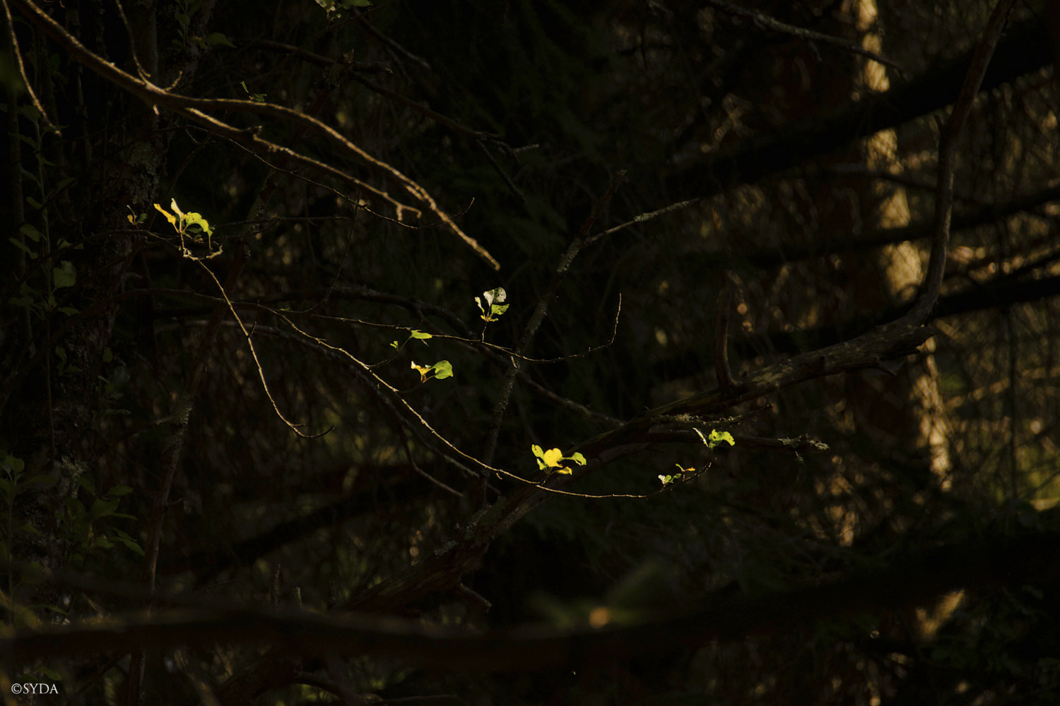 Nature Image