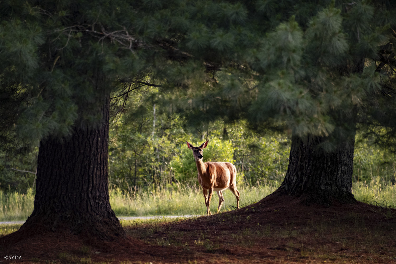 Nature Image
