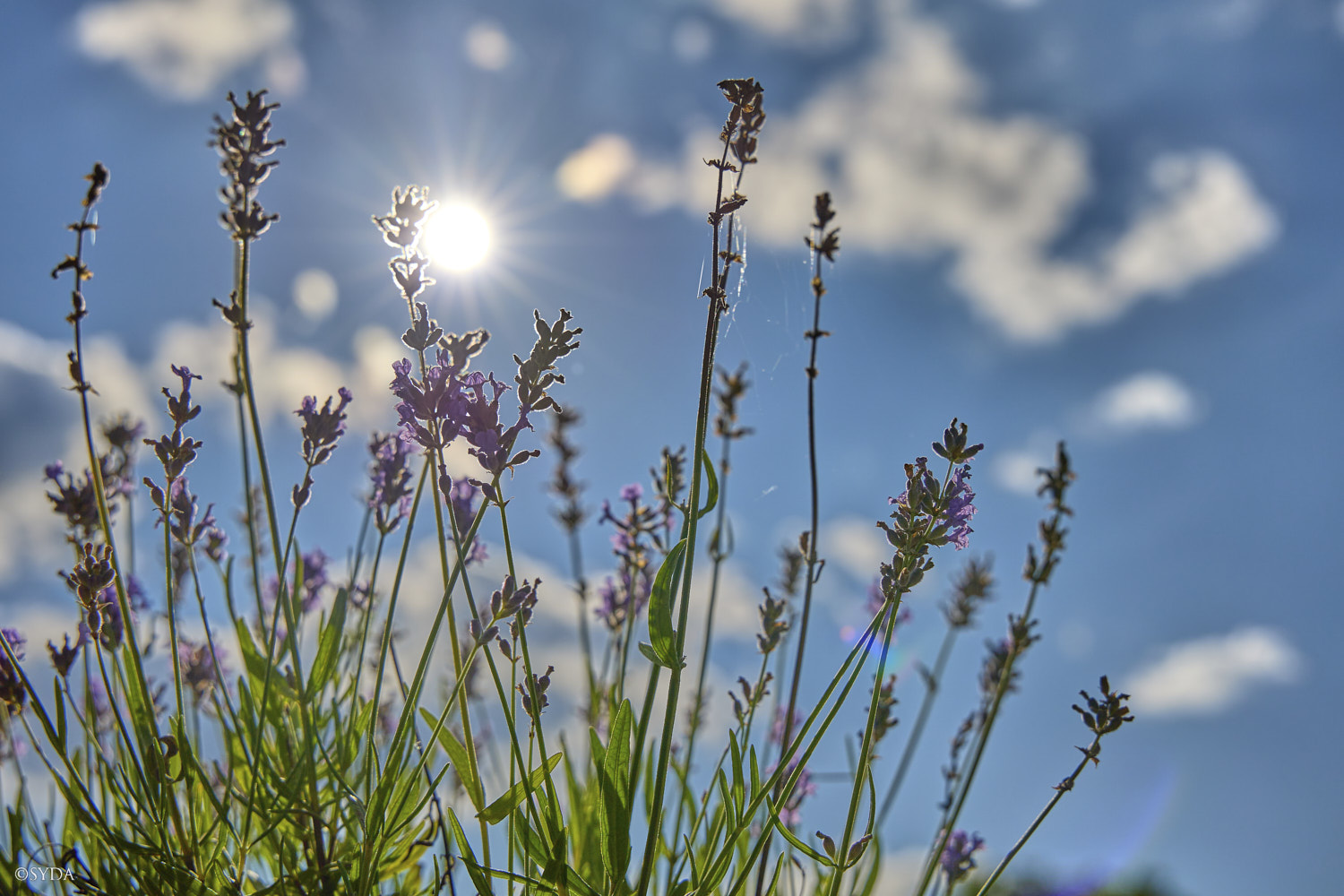 Nature Image