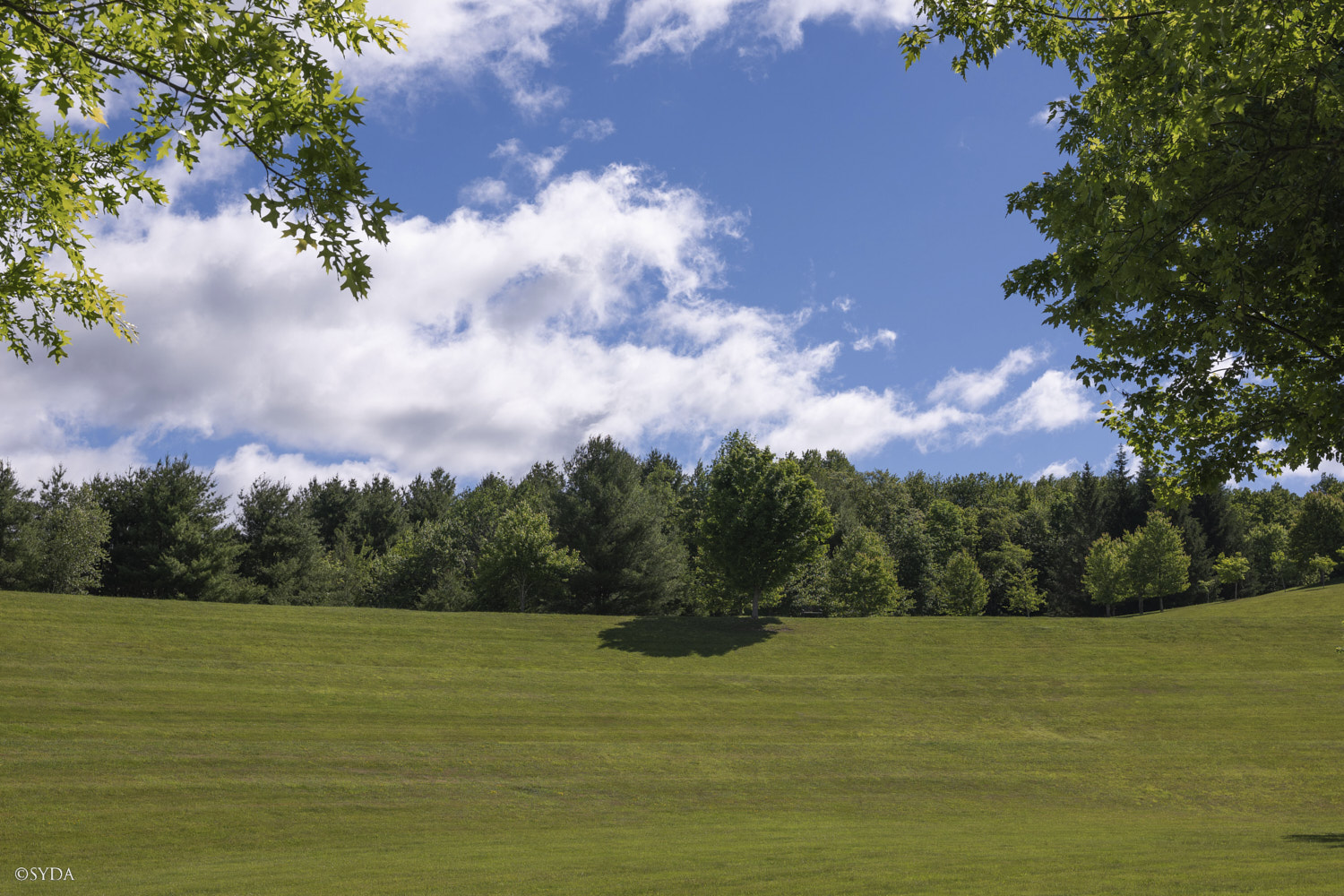 Nature Image