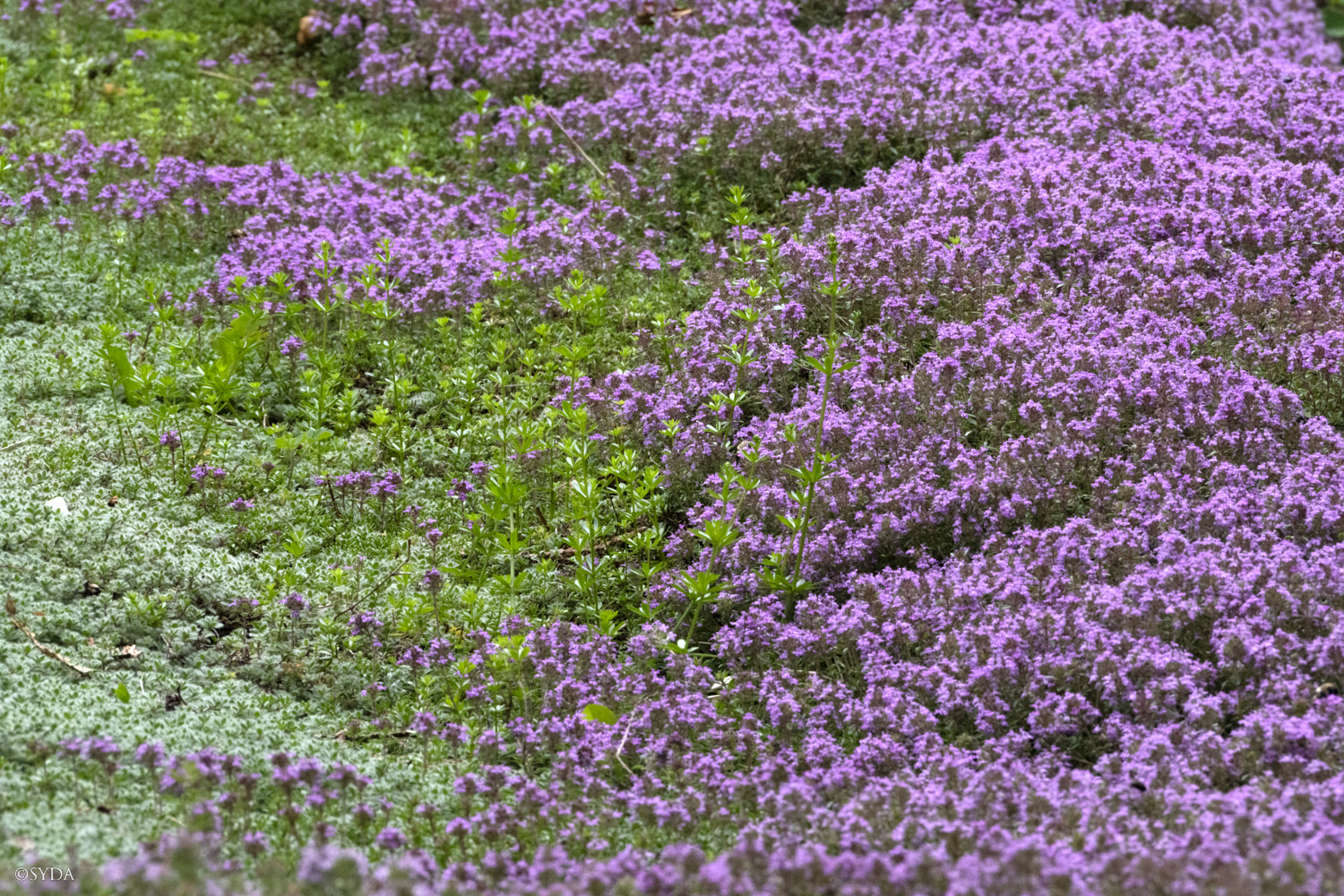 Nature Image