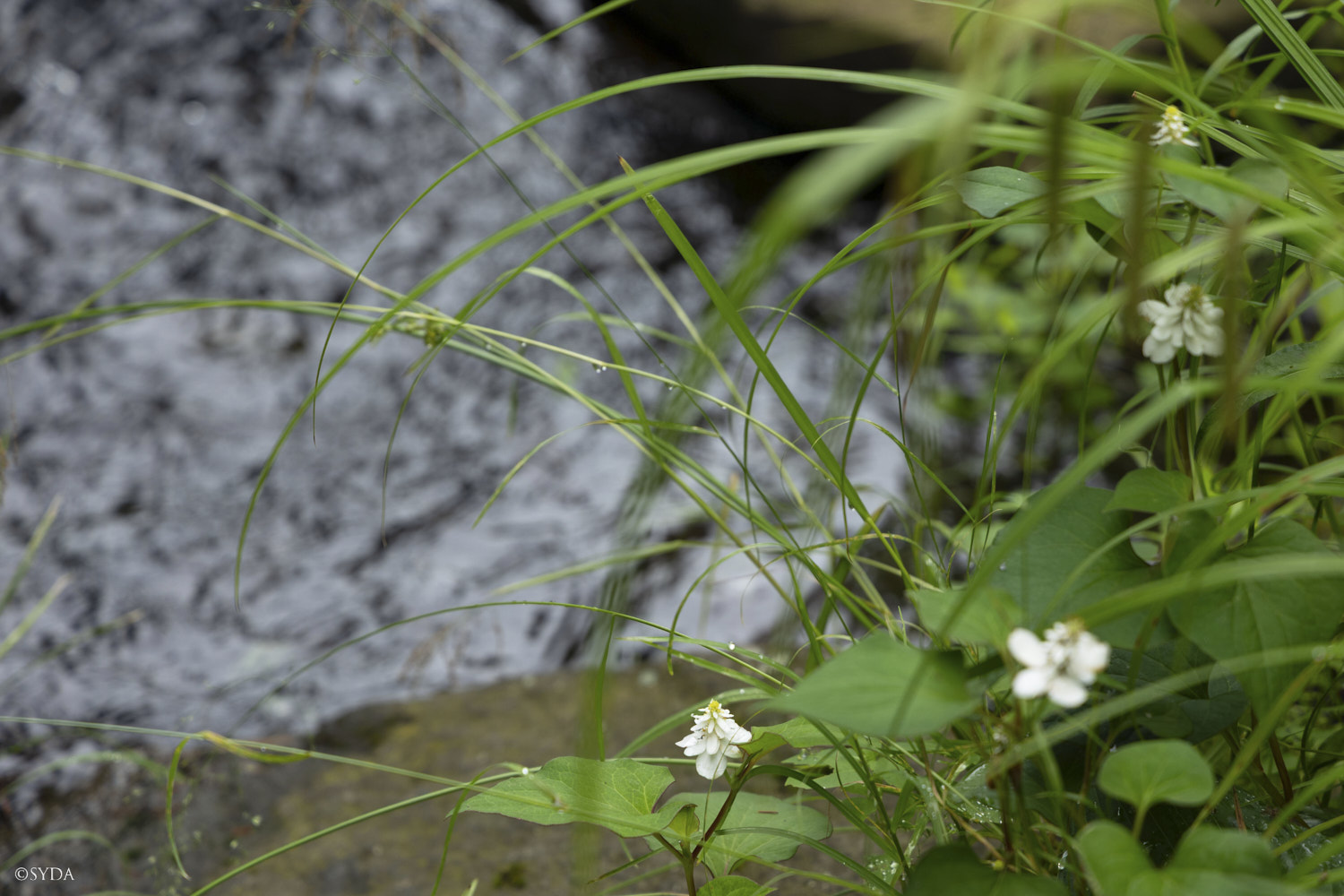 Nature Image