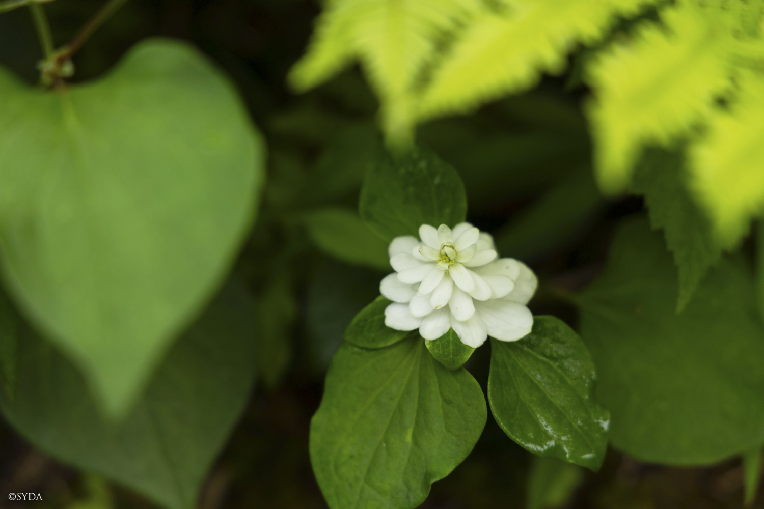 Nature Image