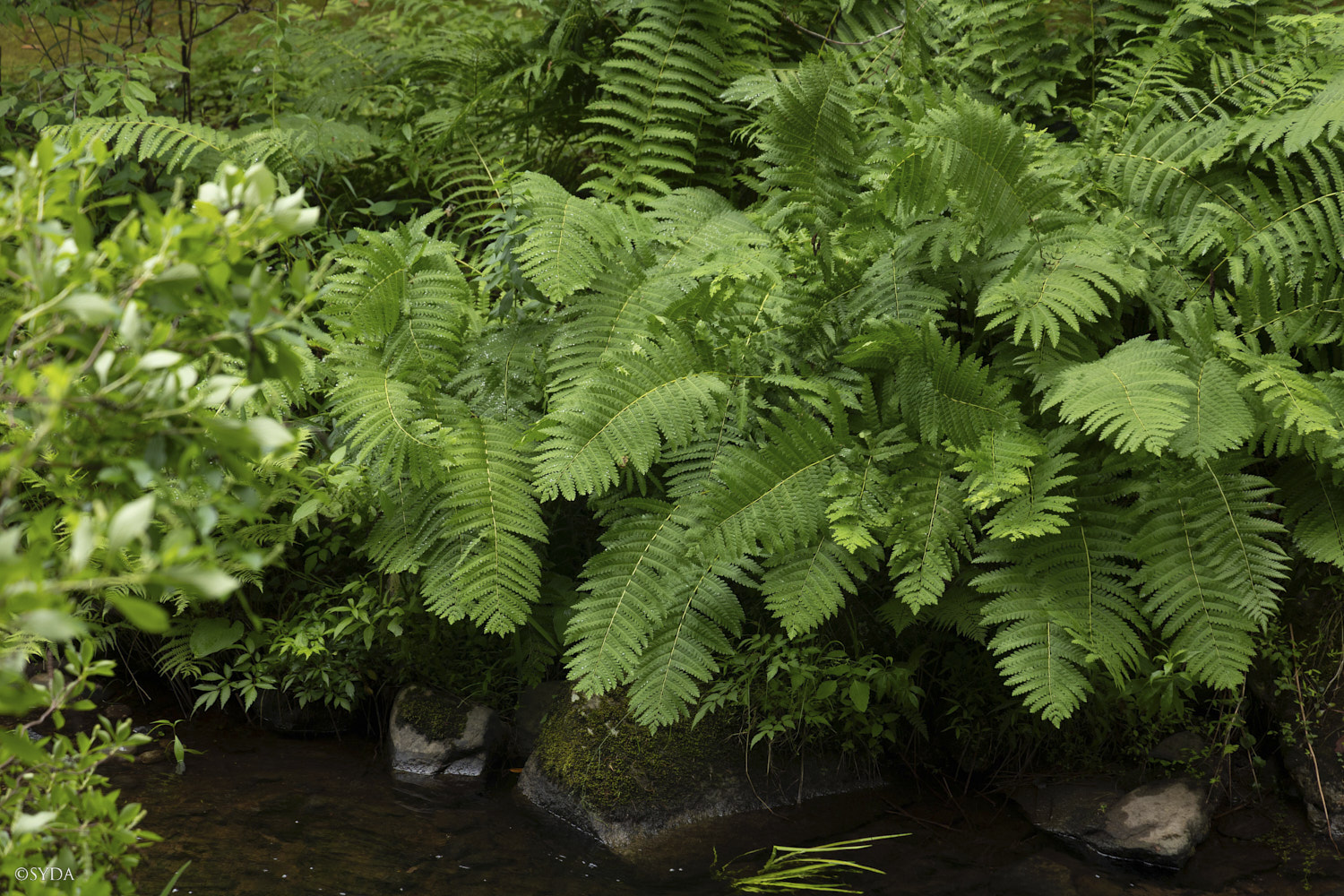 Nature Image