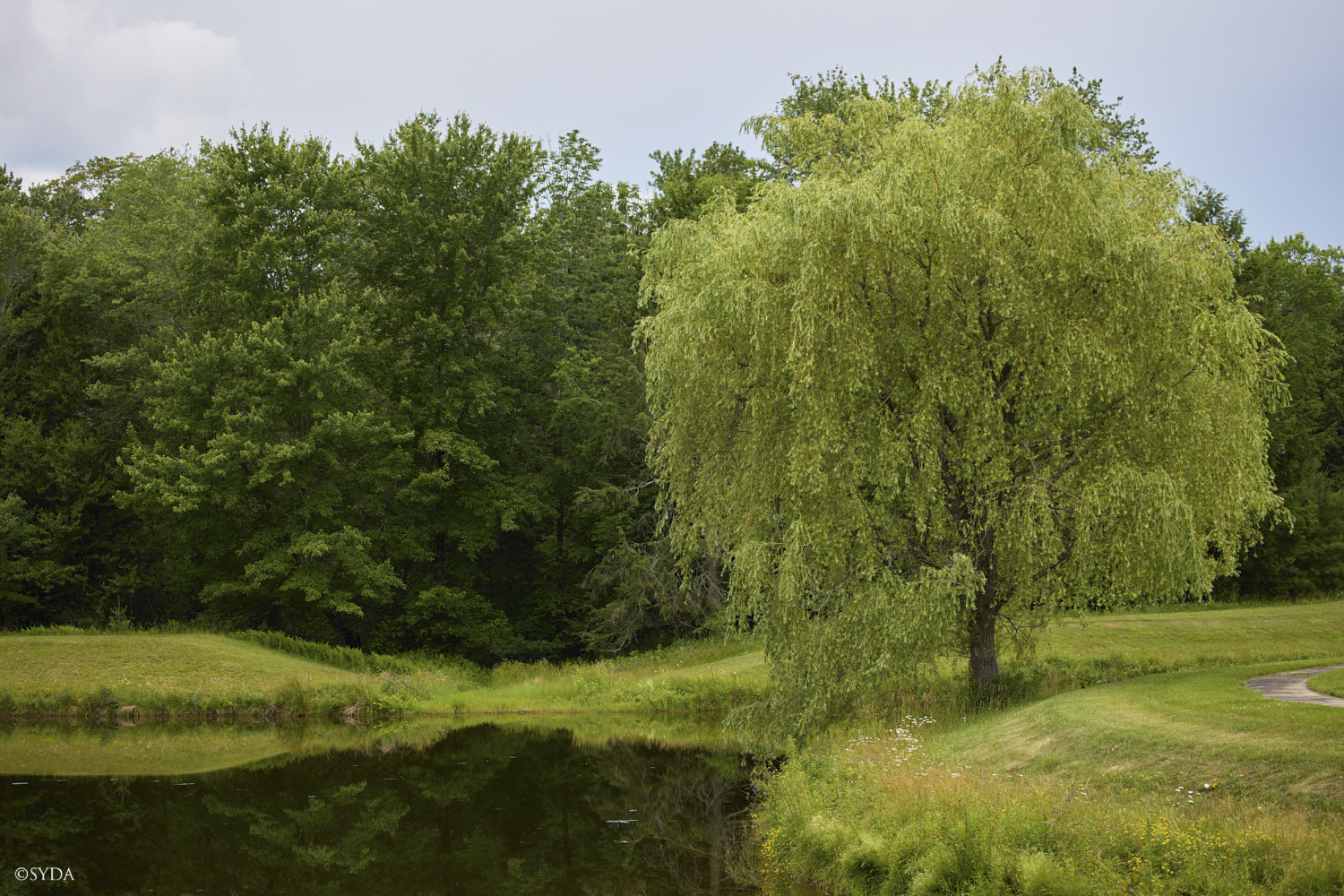 Nature Image