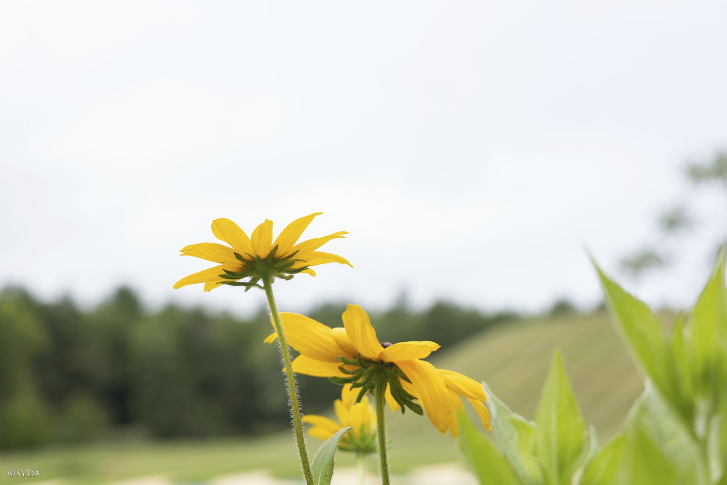 Nature Image