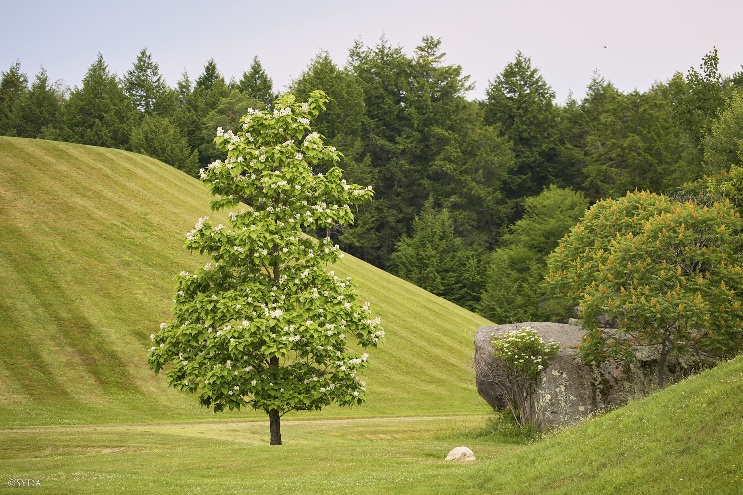 Nature Image