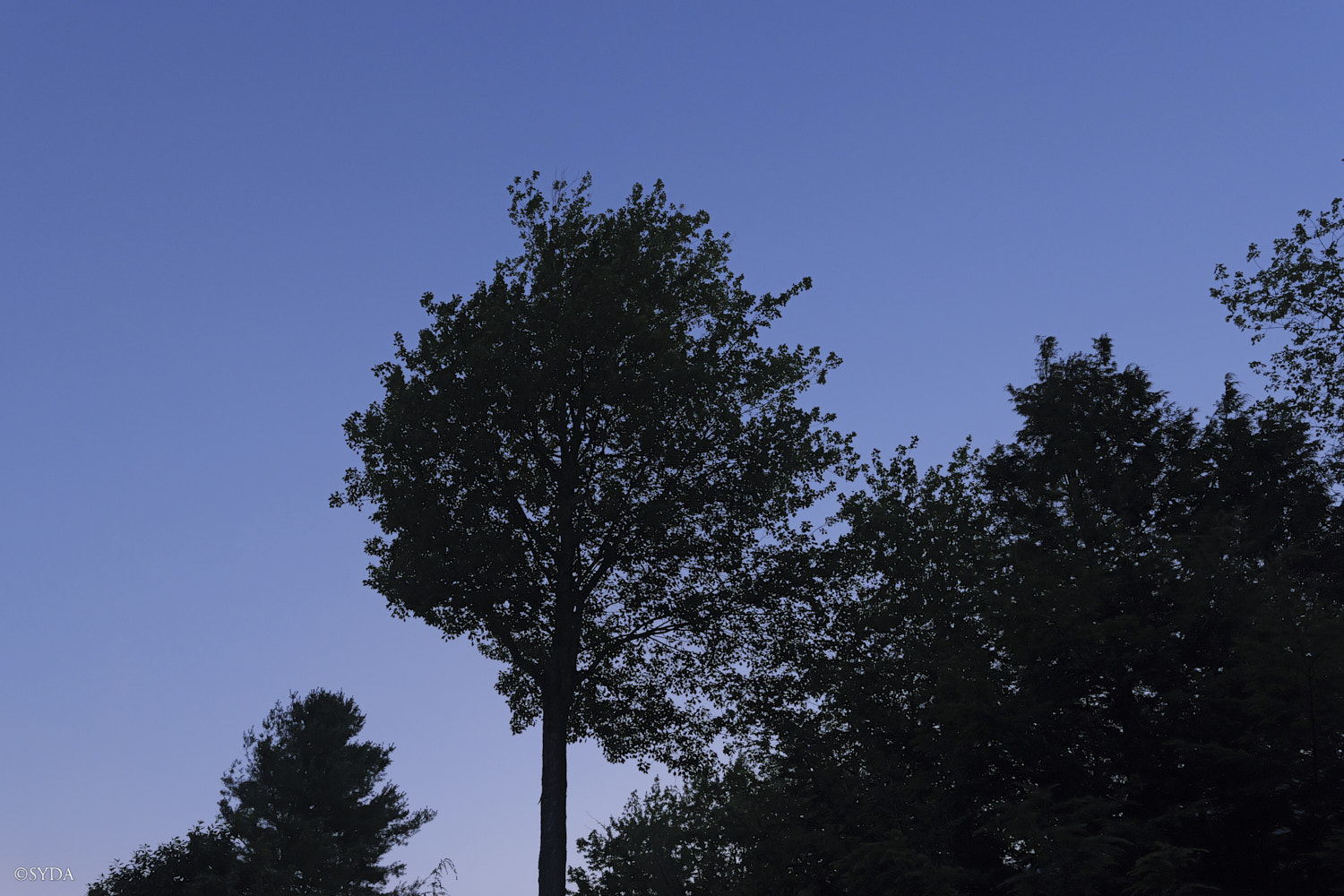 Nature Image