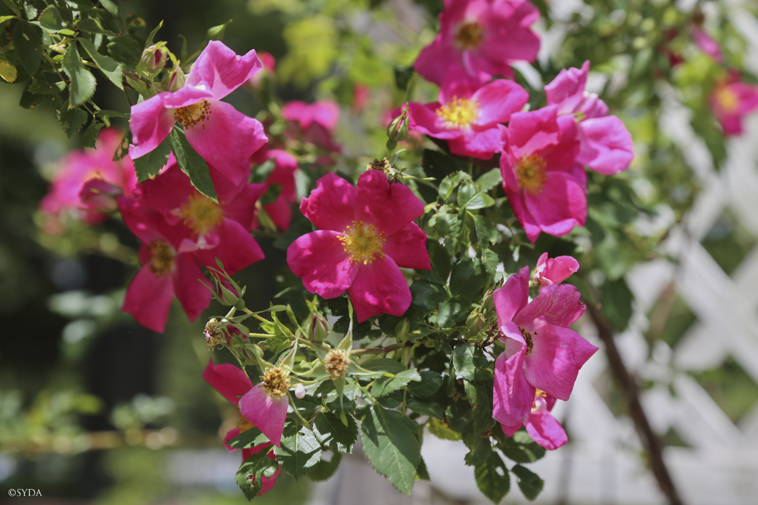 Nature Image