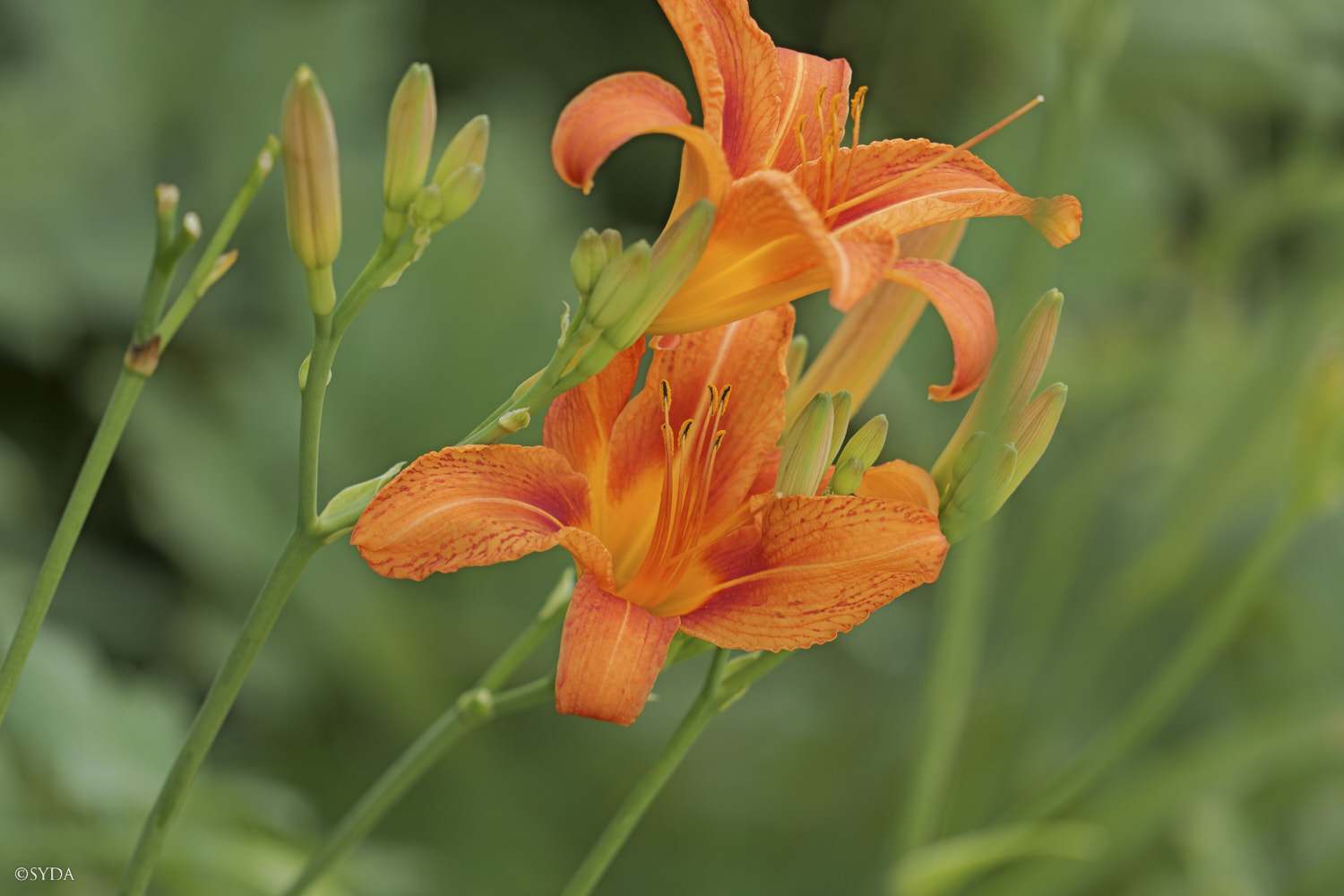 Nature Image