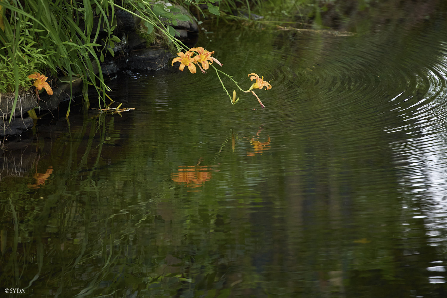 Nature Image