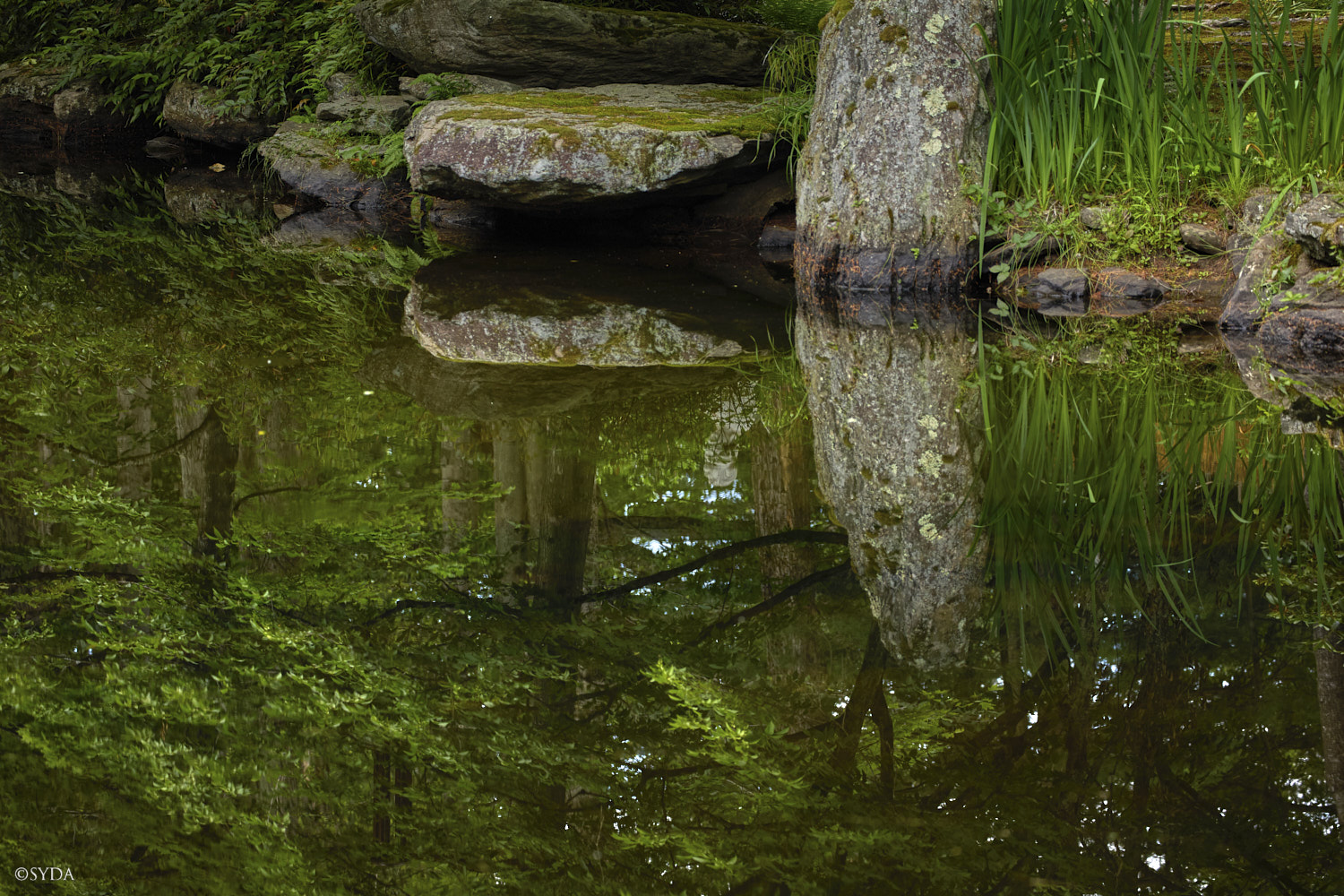 Nature Image