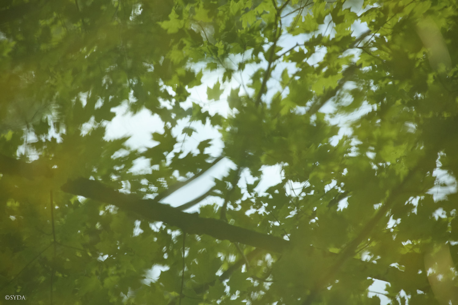 Nature Image
