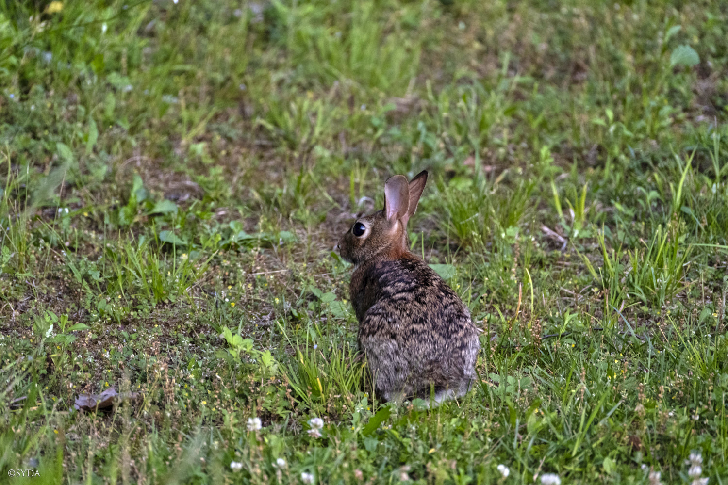 Nature Image