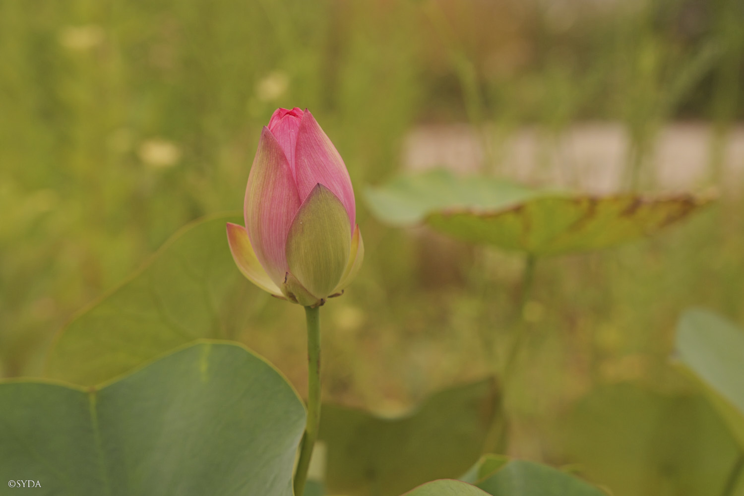 Nature Image