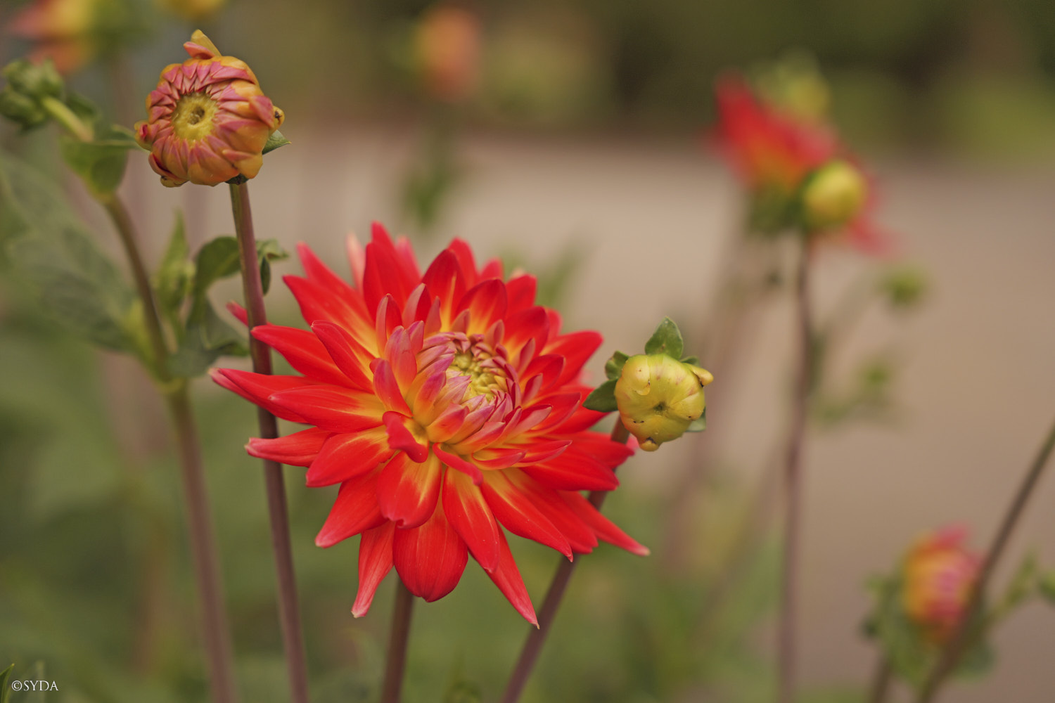 Nature Image