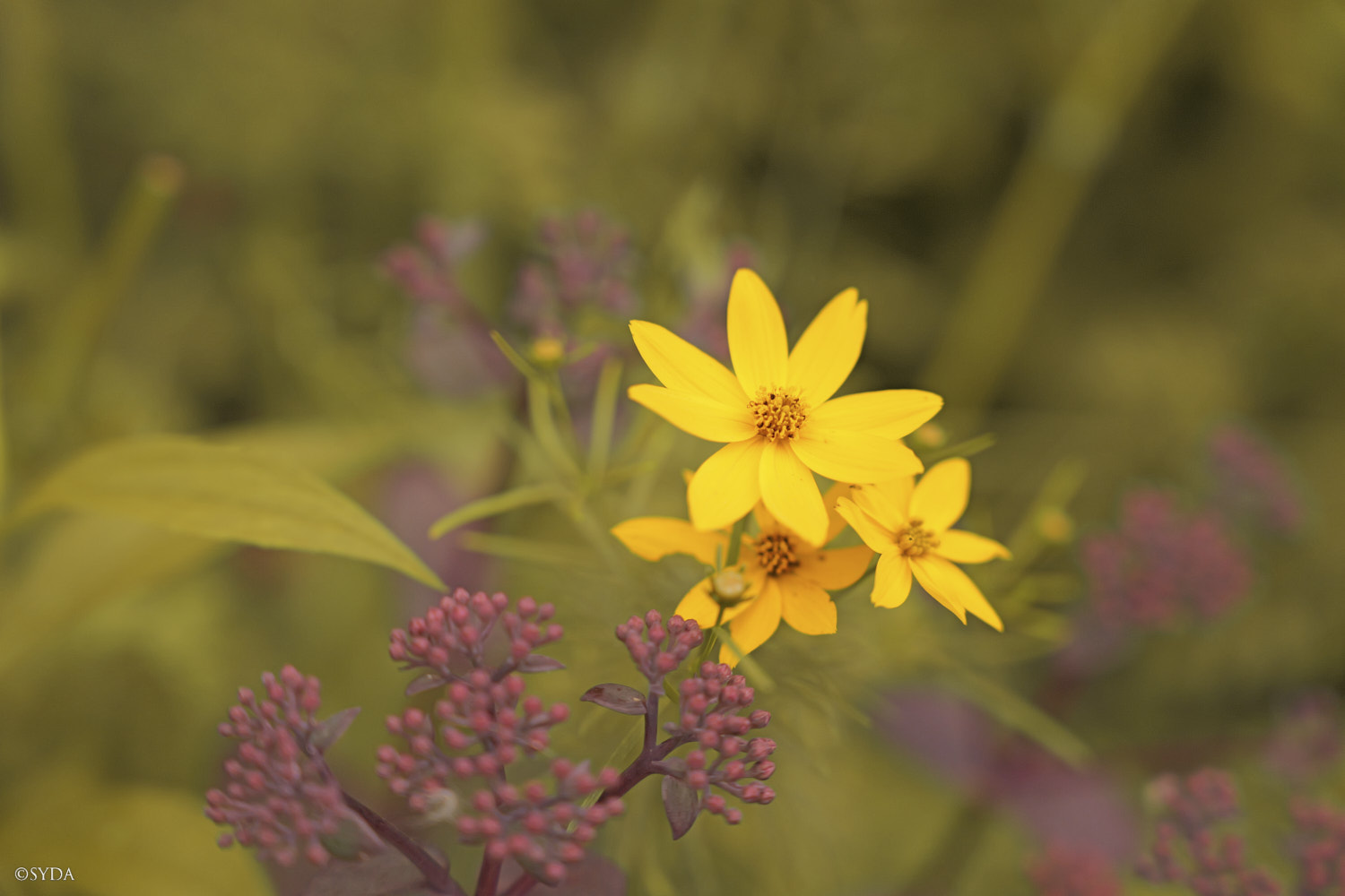 Nature Image