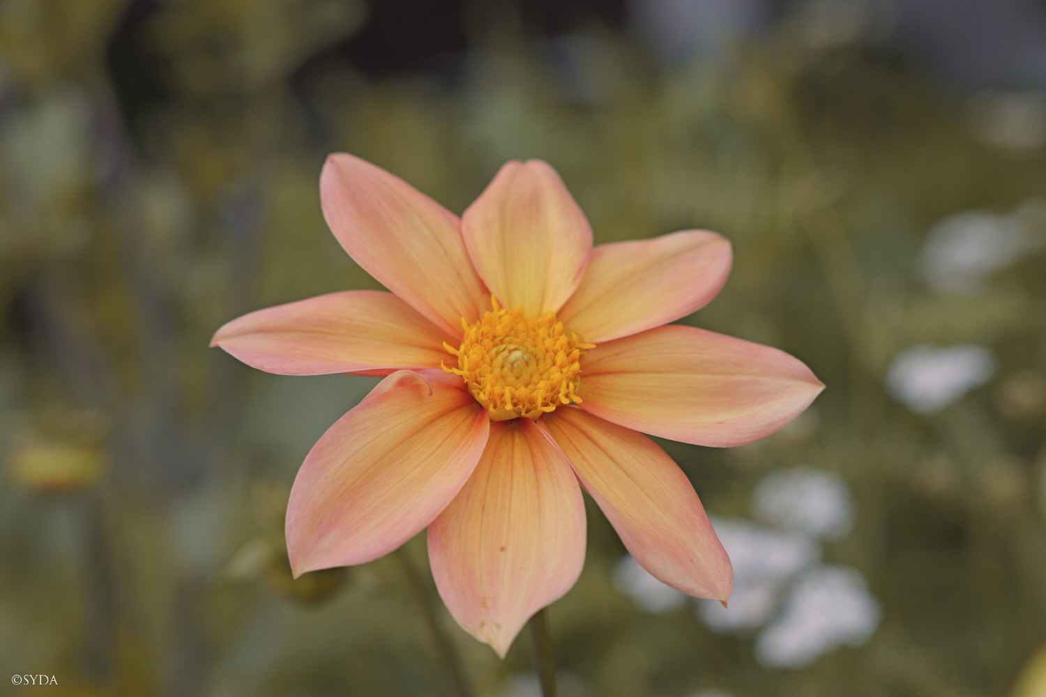 Nature Image